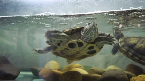 Turtle in an aquarium Stock Footage 70377488