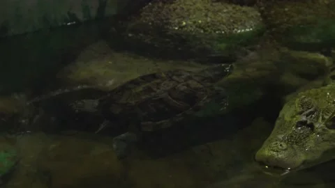 Turtle in the aquarium Stock Footage 157665593