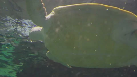 Turtle in the aquarium Stock Footage 157665599
