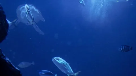 Turtle in aquarium Stock Footage 270973382