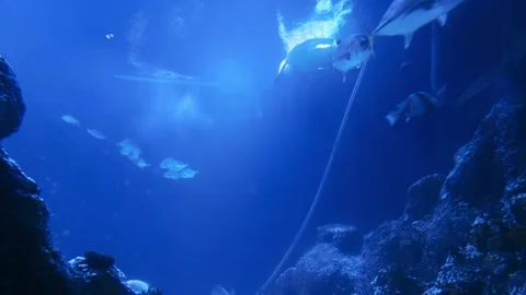 Turtle in aquarium Stock Footage 270973389