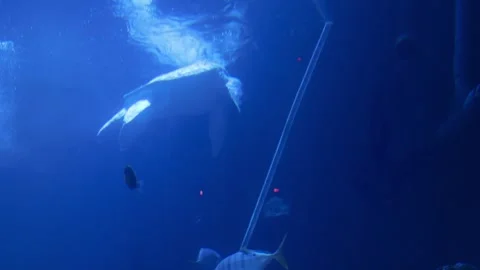 Turtle in aquarium Stock Footage 270973427