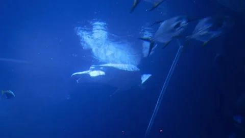 Turtle in aquarium Stock Footage 270973483