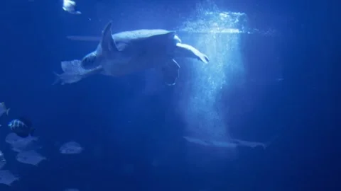 Turtle in aquarium Stock Footage 270973531
