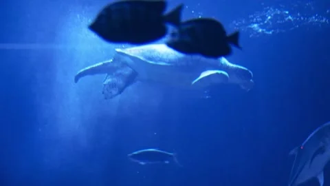 Turtle in aquarium Stock Footage 270973558