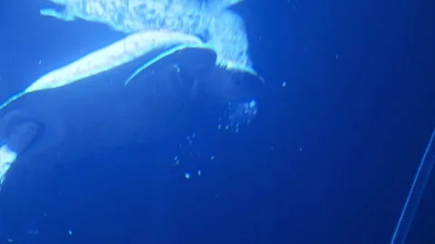 Turtle in aquarium Stock Footage 270973560