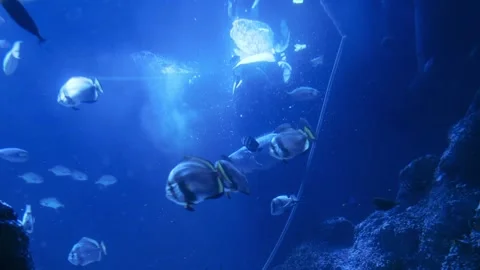 Turtle in aquarium Stock Footage 270973681