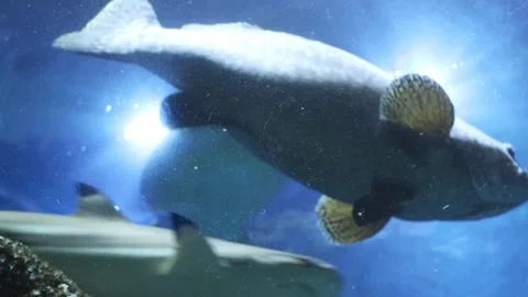 Turtle in aquarium Stock Footage 270973685