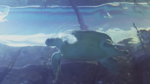 Turtle in aquarium Stock Footage 270973694