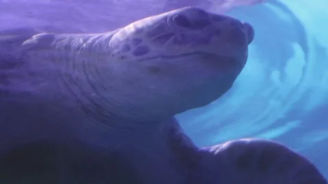 Turtle in aquarium Stock Footage 270973711