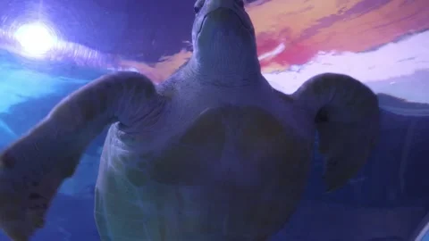 Turtle in aquarium Stock Footage 270973801