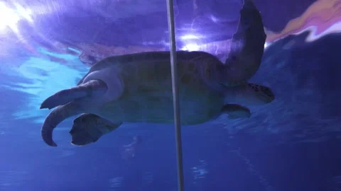 Turtle in aquarium Stock Footage 270973819