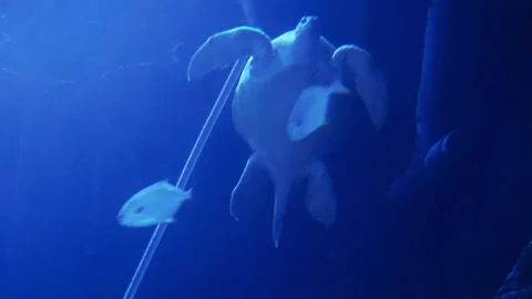 Turtle in aquarium Stock Footage 270988847