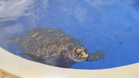 Turtle in an aquarium sticking its head out of the pond water Stock Footage 319205799