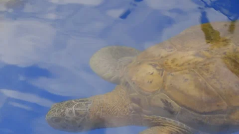 Turtle in an aquarium sticking its head out of the pond water Stock Footage 319206345
