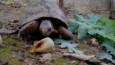 Turtle around insects and figs Stock Footage 96085791