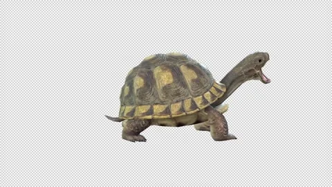 Turtle Attack idle Stock Footage 320757882