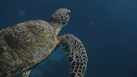 Turtle in Australia Video stock 303084338