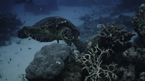 Turtle In Australia Stock Footage 303084355