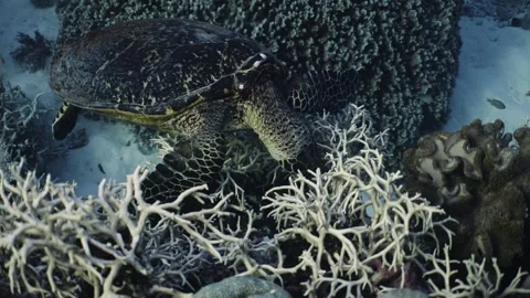 Turtle in Australia Video stock 303084360