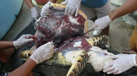 Turtle Autopsy after dead for Contamination Water Stock Footage 12317508