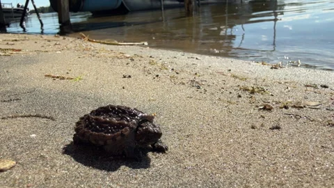 Turtle baby snapping turtle on a beach walking toward water Stock Footage 316744012