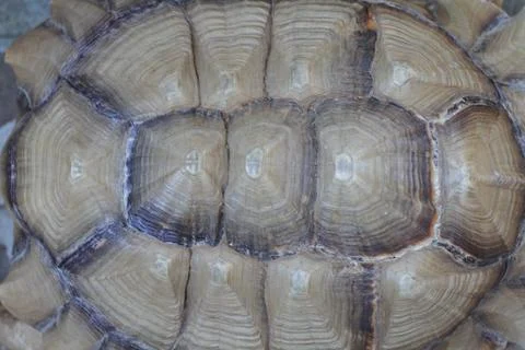 Turtle back Stock Photos