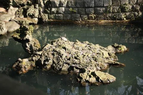 Turtle on the back of a stone turtle sculpture Stock Photos