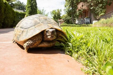 Turtle in backyard. Turtle walking in the garden Stock-Fotos