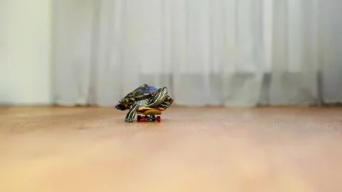 Turtle balances on a skateboard, creating an amusing and unique moment. The Fotos Stock