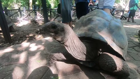 Turtle from Bali Stock Footage 160624407