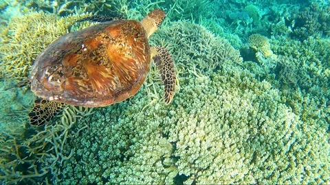 Turtle Barrier Reef Stock Footage 327788762