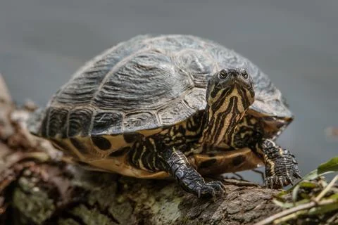 A turtle basking on a log in a park in Amsterdam Foto stock