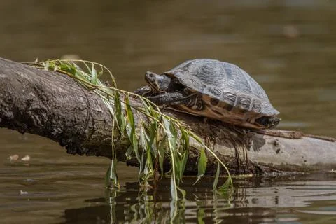 A turtle basking on a log in a park in Amsterdam Foto stock