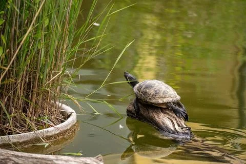 Turtle basking on log in shallow water surrounded by marsh reeds and vegeta.. Stock Photos