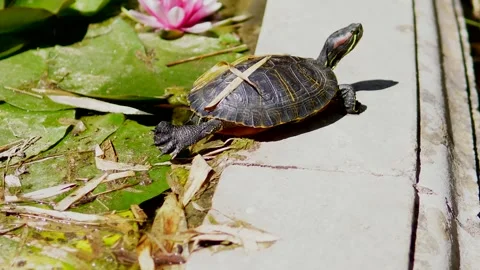 A turtle basking in the sun. Stock Footage 308190285
