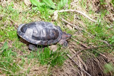 A turtle basking in the sun on green grass, representing wildlife in its natural Stock Photos