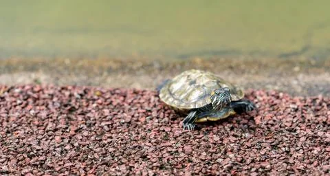 Turtle basking on the tree stump in fresh water pond of Chinese garden. Stock Photos