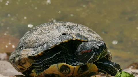 Turtle basking on warm stones Stock Footage 243000797