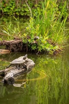 Turtle basking on weathered log in clear water surrounded by lush green aqu.. Stock Photos