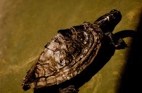 The turtle basks in the morning sun Stock Photos