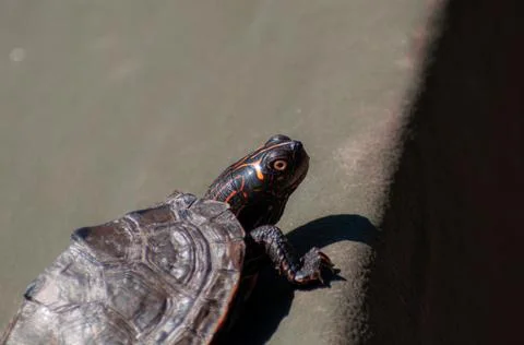 The turtle basks in the morning sun Stock Photos