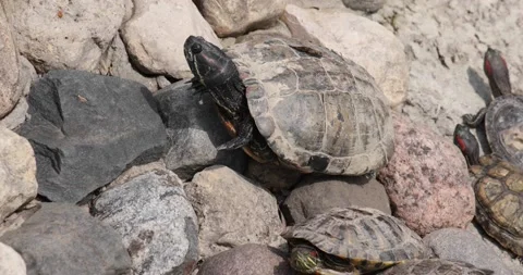The turtle basks on the rocks in the sun. Stock Footage 155119366