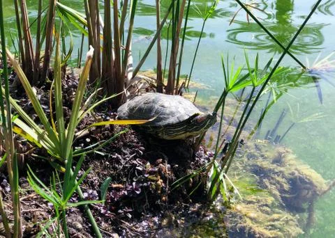 Turtle basks in the sun. Stock Photos