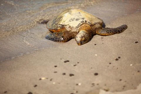 Turtle basting on sandy beach. Stock Photos