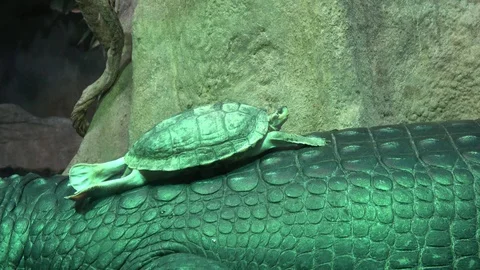 Turtle (Batagur affinis). Turtle sitting on crocodile. Stock Footage 98172860