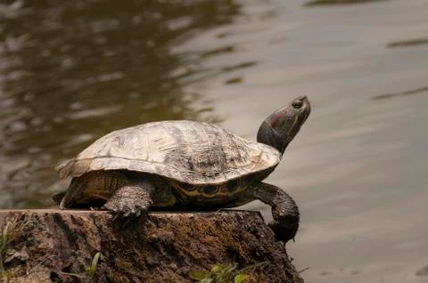 Turtle bathing in sun Stock Photos