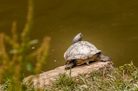Turtle bathing in sun Stock Photos