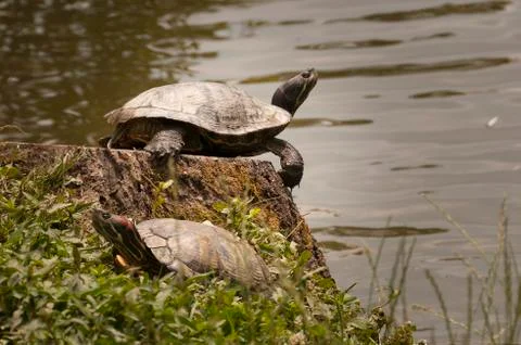 Turtle bathing in sun Stock Photos