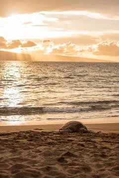 Turtle on the beach, Hawaii Foto stock